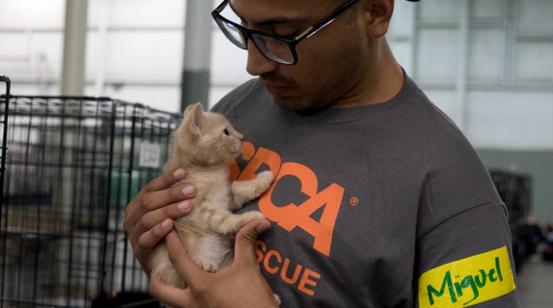 ASPCA volunteer comforts a kitten in the ASPCA Duncan, SC emergency shelter. (Copyright ASPCA)