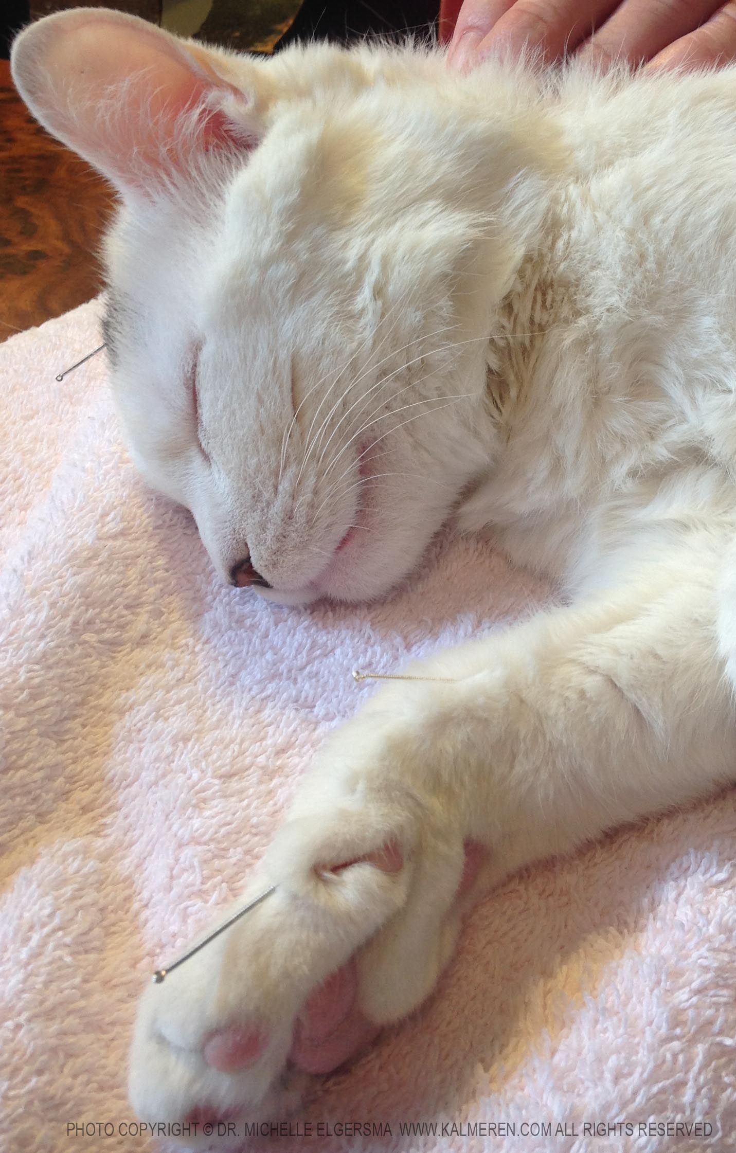 white cat with acupuncture needles