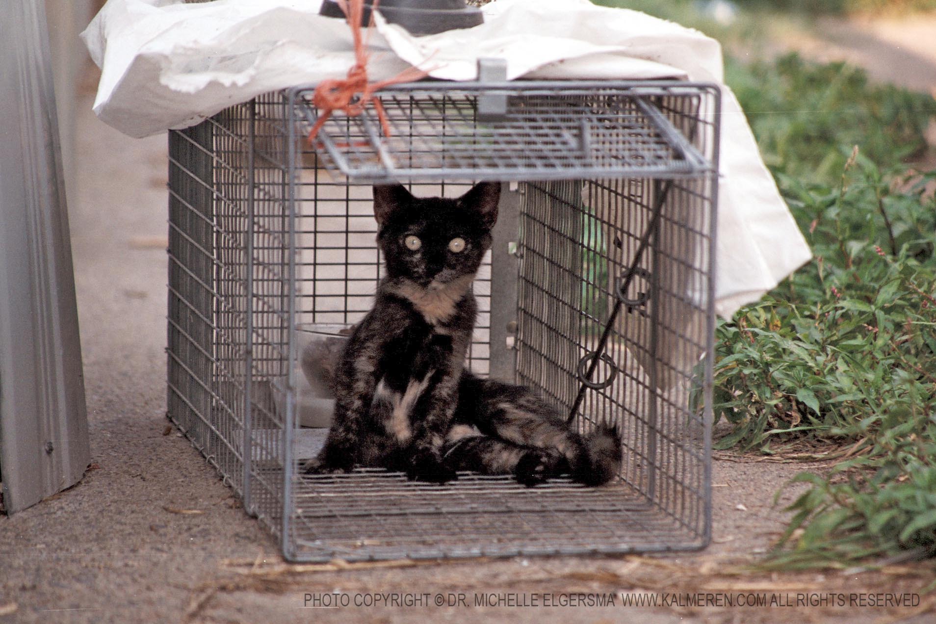 cat in trap