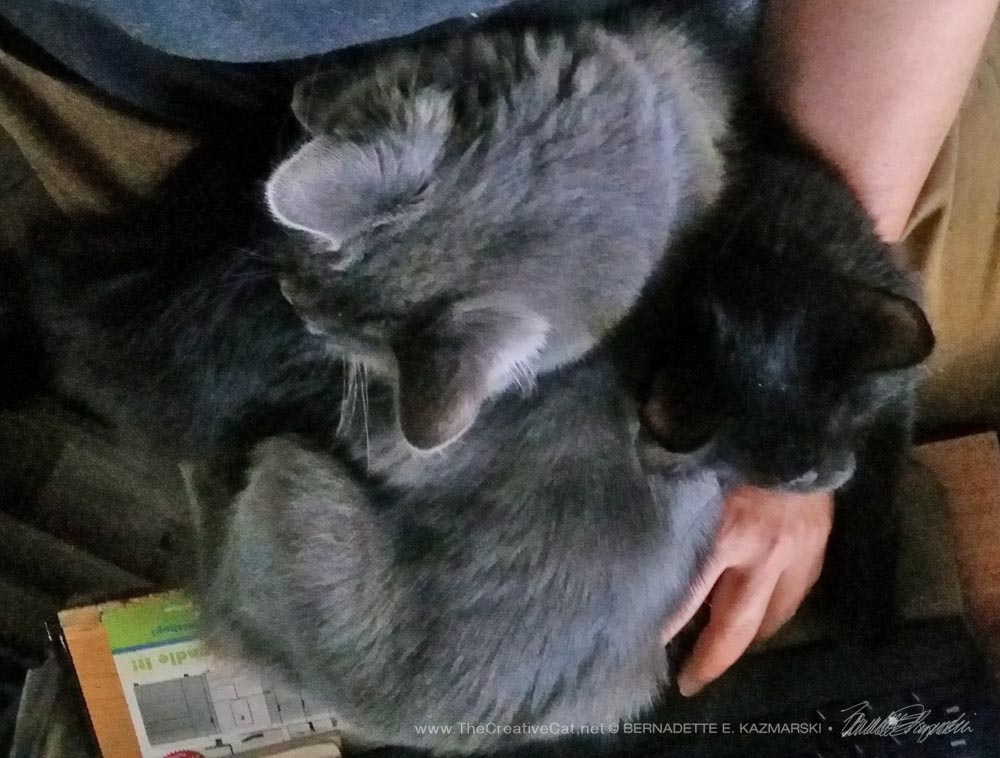 A lap full of wonderful friendly socialized kitties.