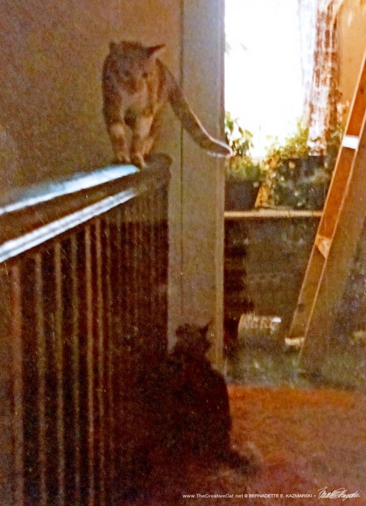 cat walking on railing