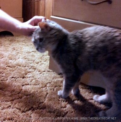 cat being petted