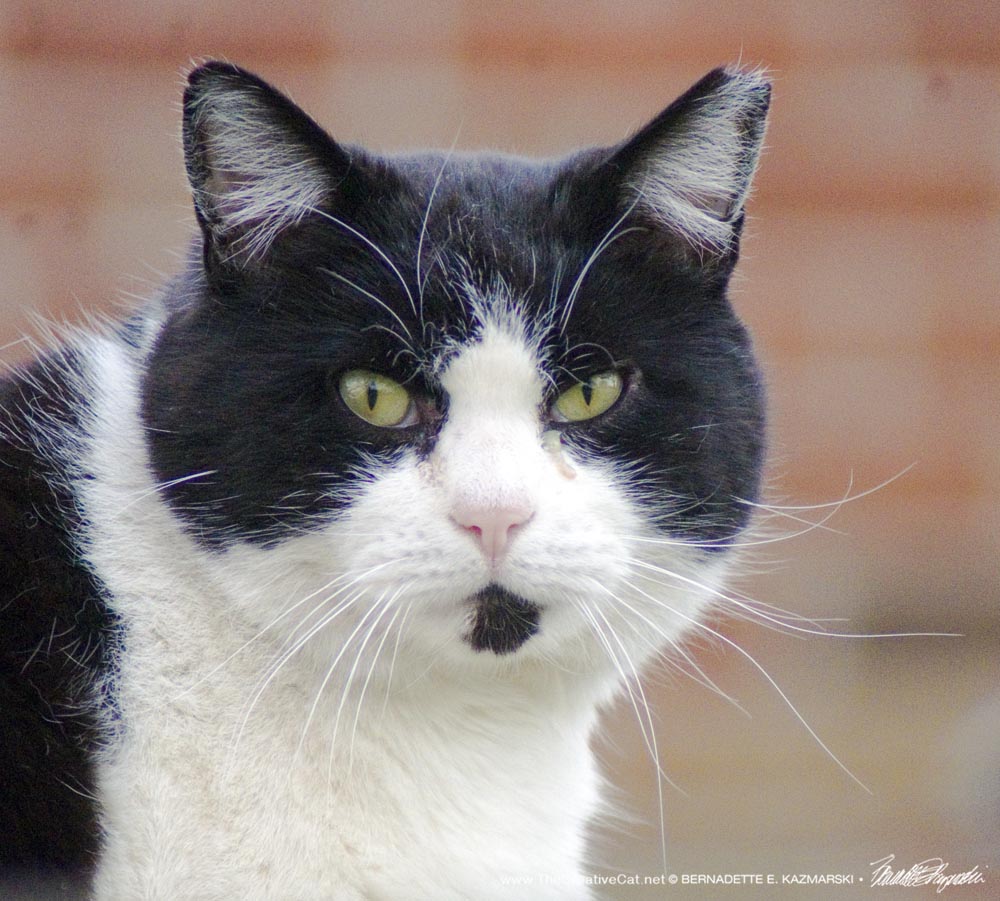 black and white eartipped feral cat