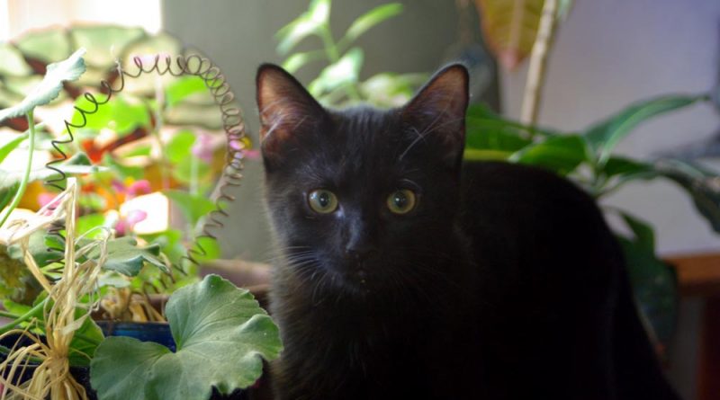 black kitten with floweres