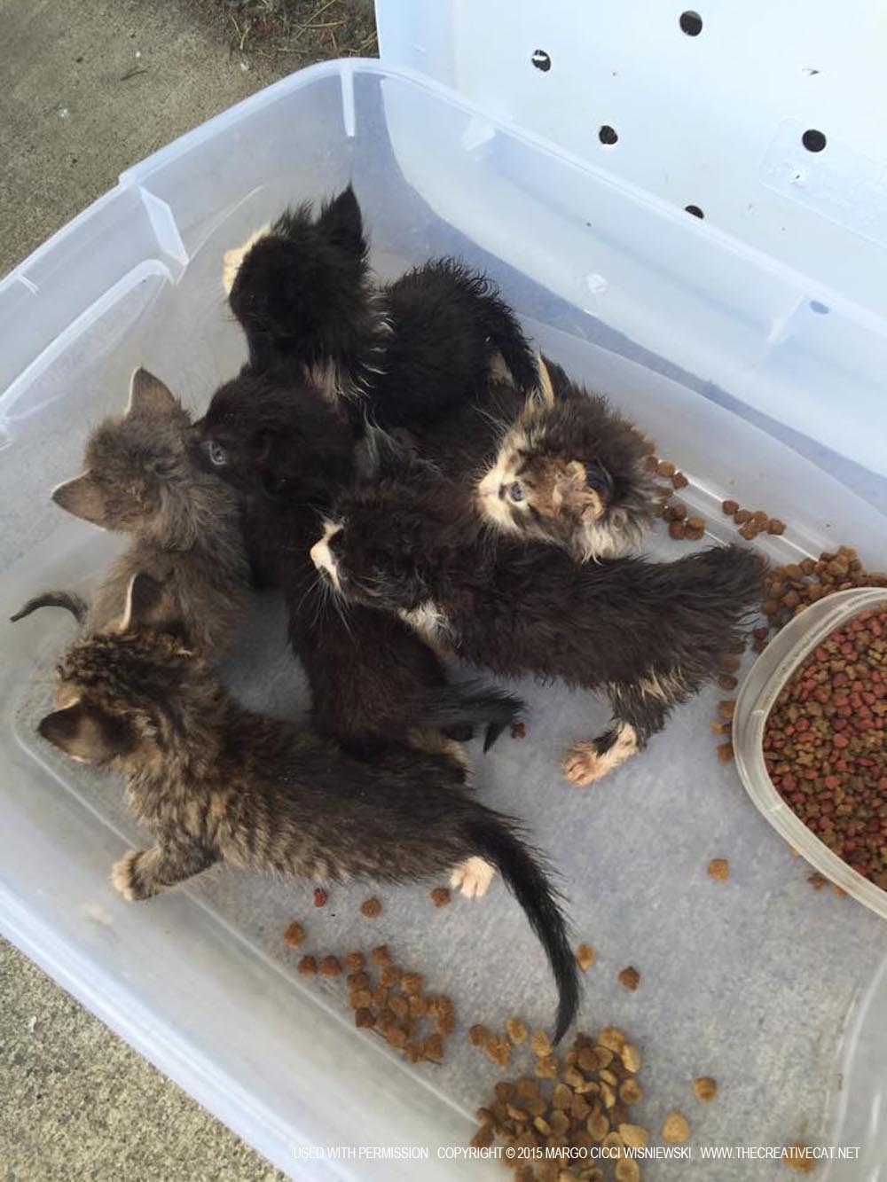 Kittens rescued from the hoarding situation.