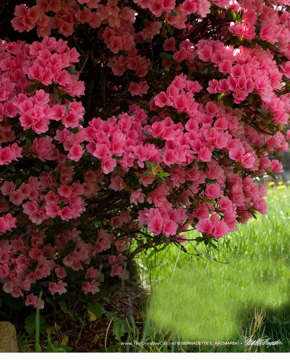 The photo of my neighbor's azalea with a few changes.
