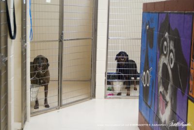 Large dogs in large cage areas.