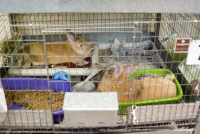 Bunnies for adoption.