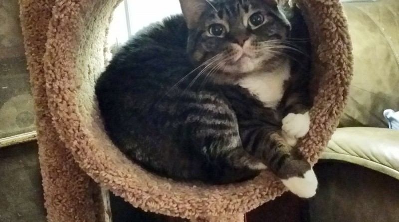 Baby in her spot on the cat tree.