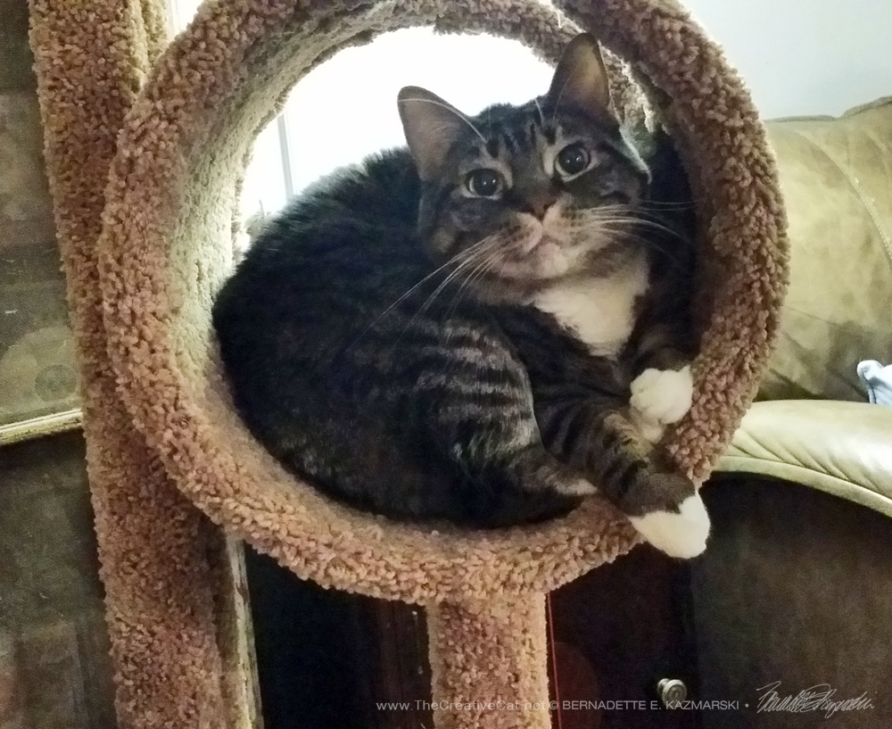 Baby in her spot on the cat tree.