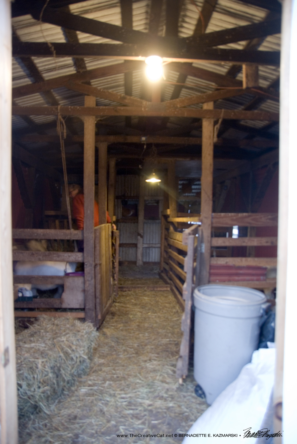 The interior of the goat barn where the cats will eventually stay.