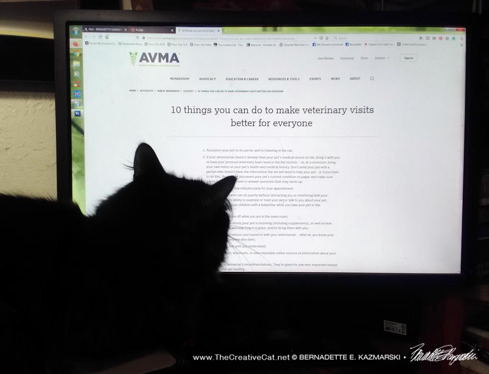 black cat reading computer