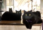 three cats staring