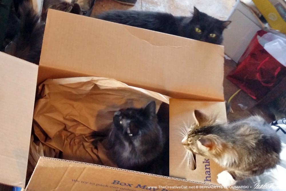 Basil, Mariposa and Hamlet play with the box.