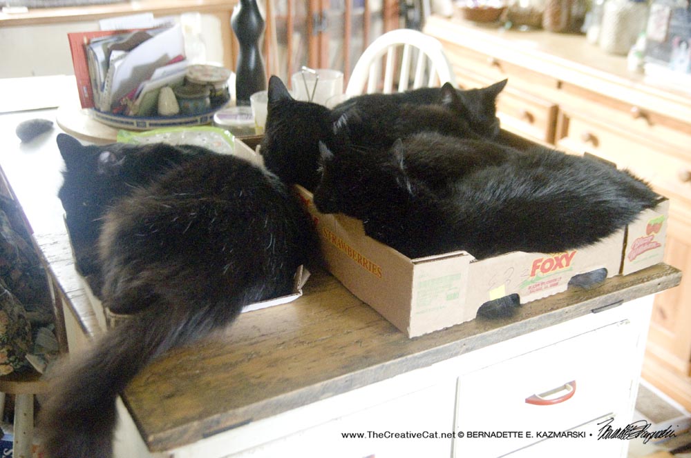 four black cats in boxes