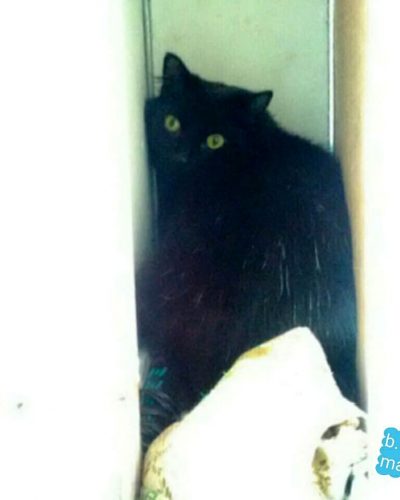 longhaired black cat