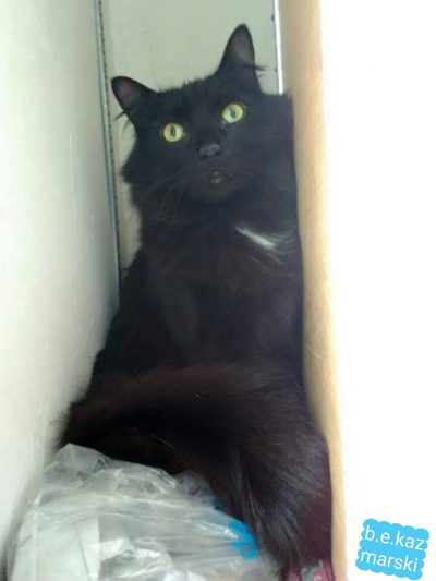 longhaired black cat