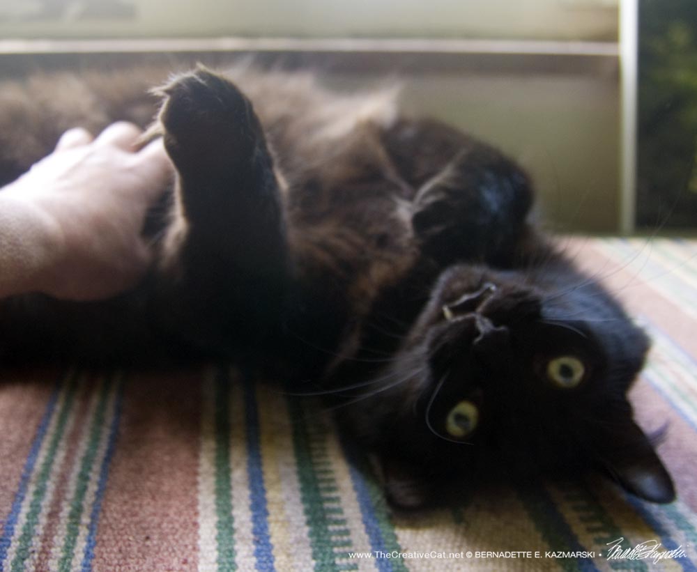 black cat with belly rub