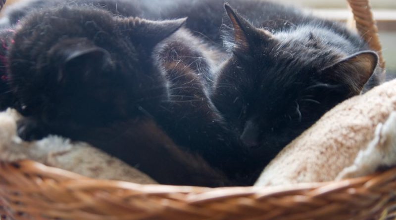 two black cats in a basket