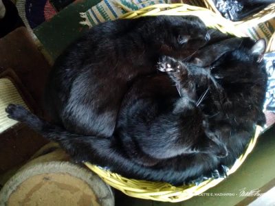three black cats in yellow basket