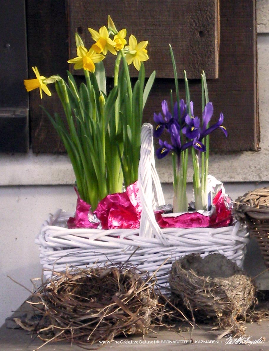A gift basket of tiny narcissus and iris ended up outside to welcome guests.