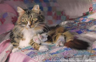 pastel painting of cat on quilt on bed