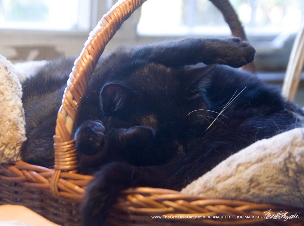 two black cats in basket