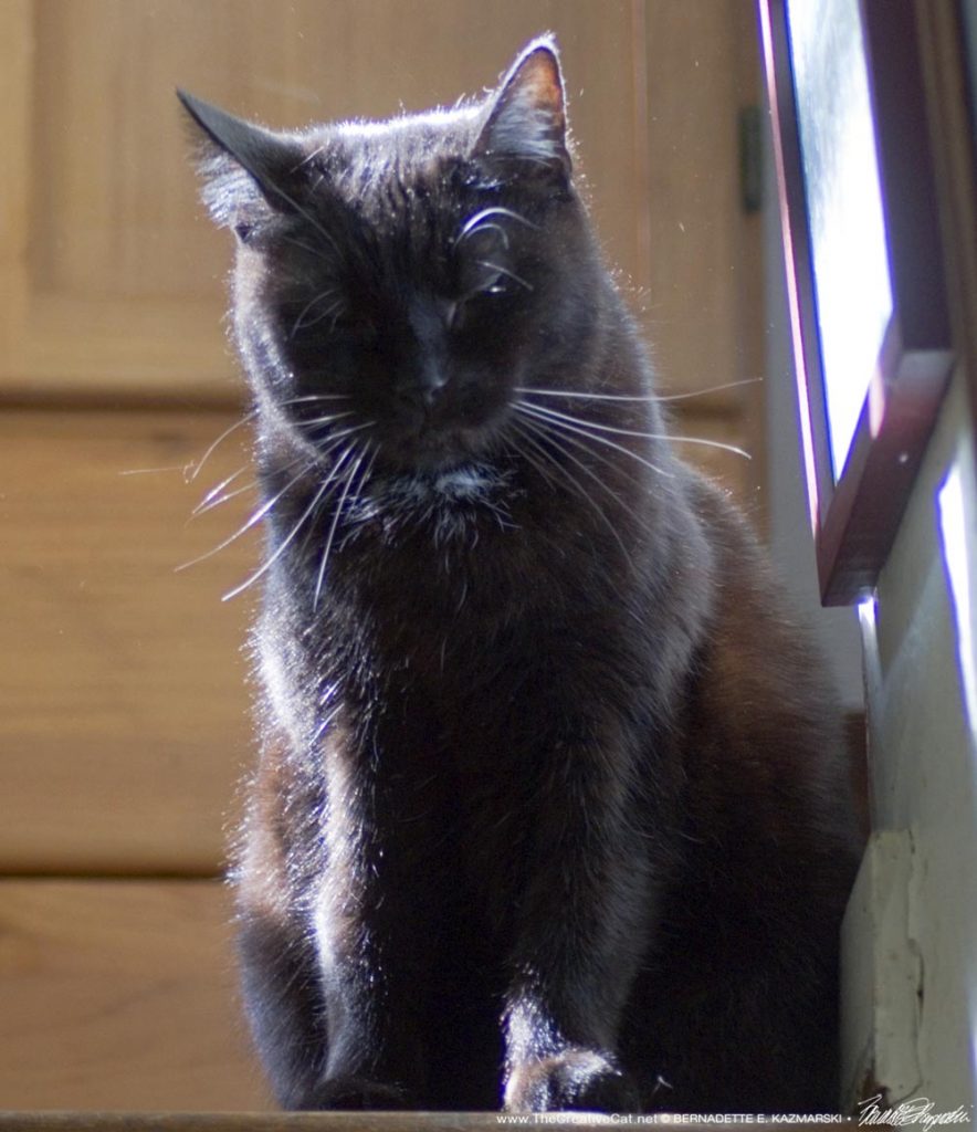 black cat in sun