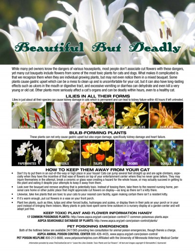 guide to common plants toxic to pets