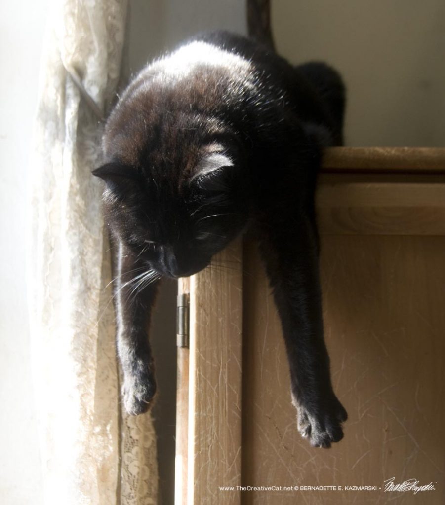 black cat in the sun
