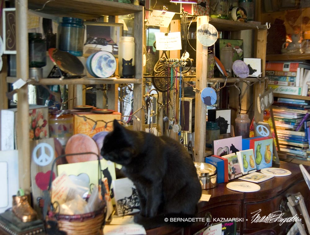 black cat in display