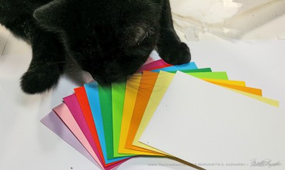 black cat with envelopes