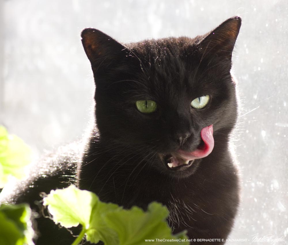 black cat licking her chops