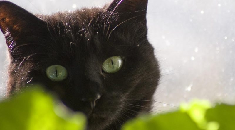 black cat with green leaves