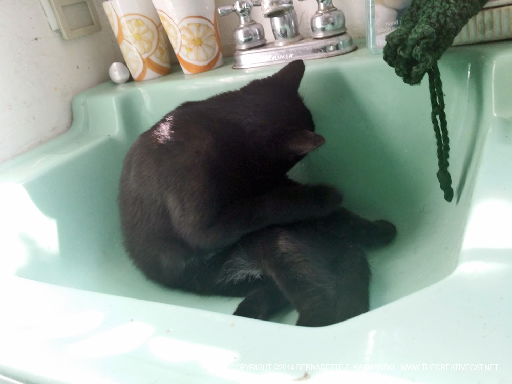 black cat in green sink