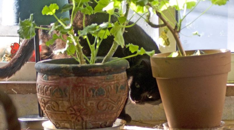 black cat with flower pots