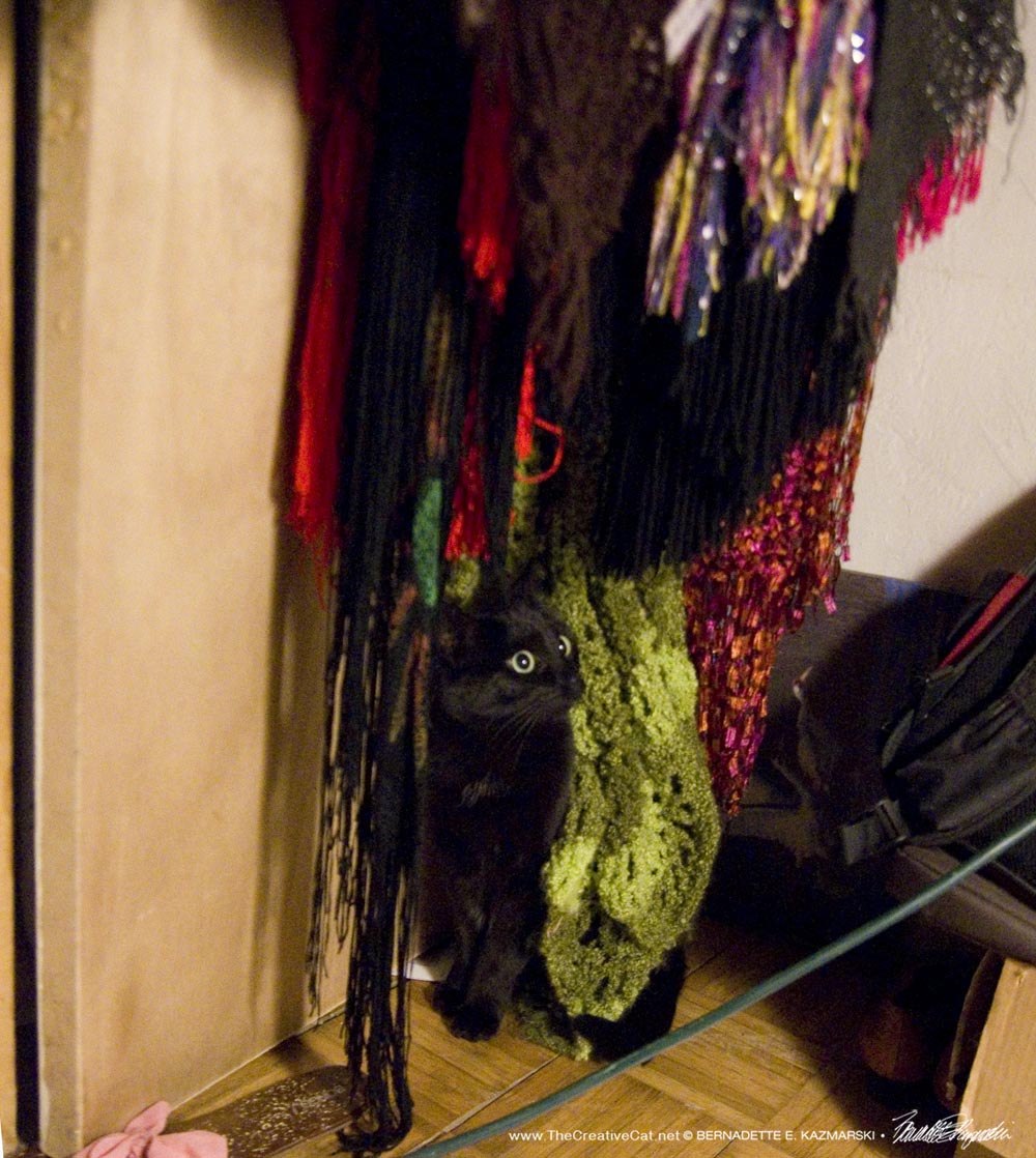 black cat in scarves