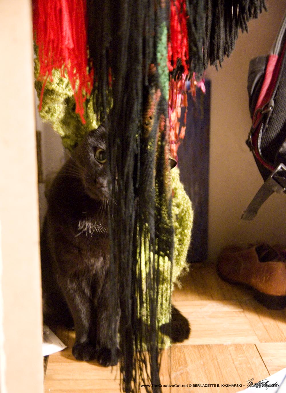 black cat in scarves