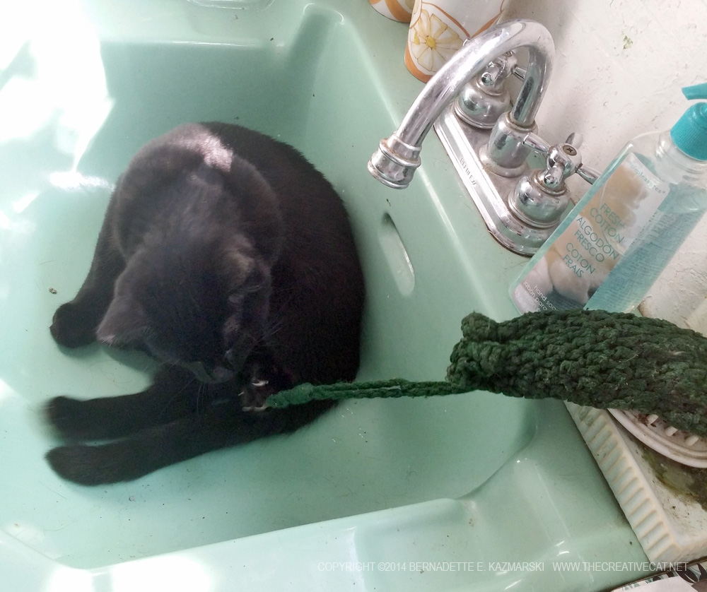 black cat in green sink