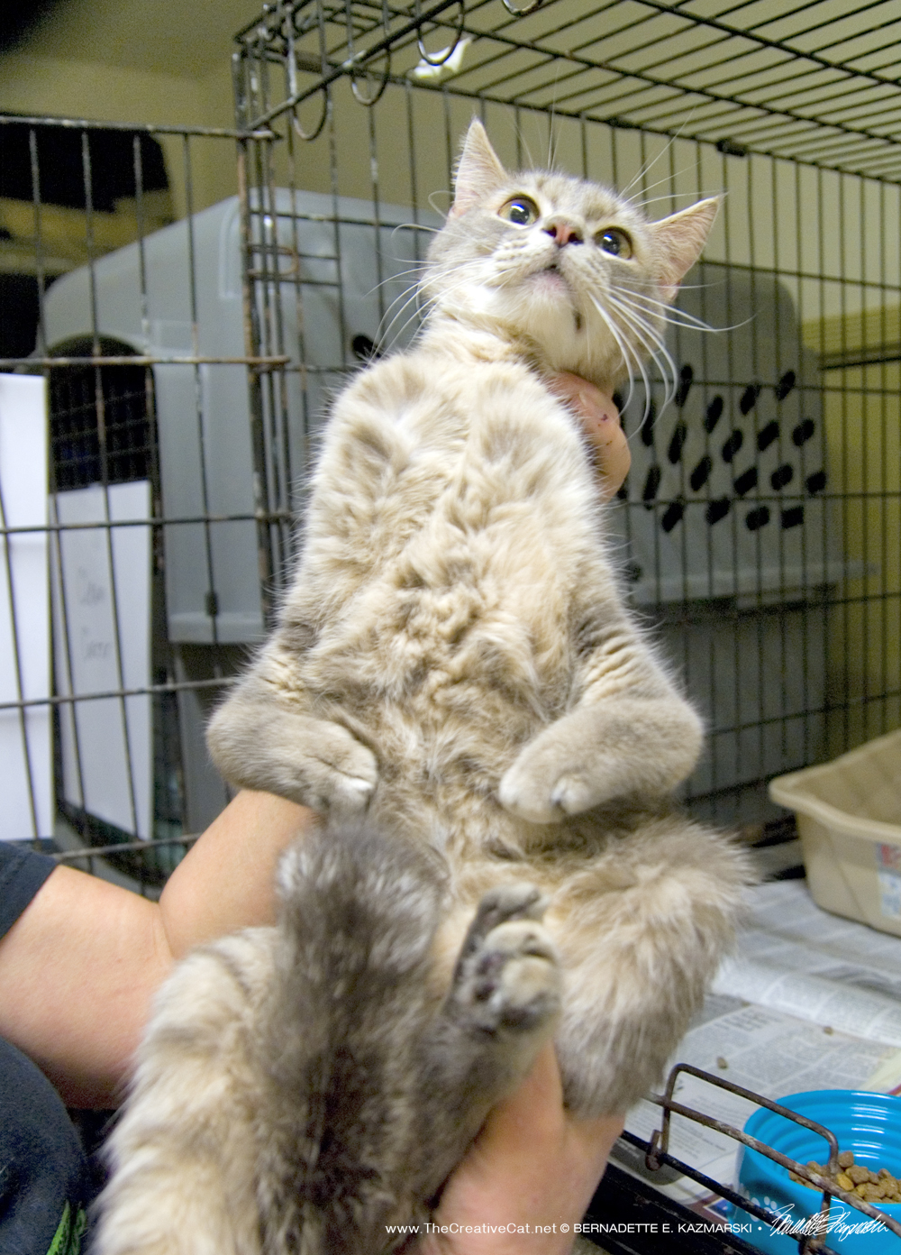 The radial hypoplasia kitty's front legs and hind foot.