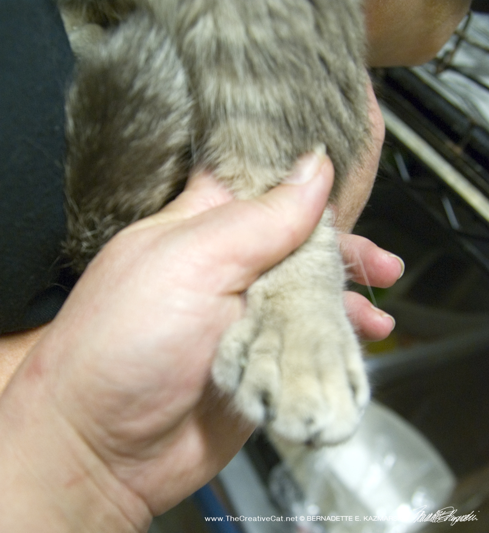 The radial hypoplasia kitty's back paw.