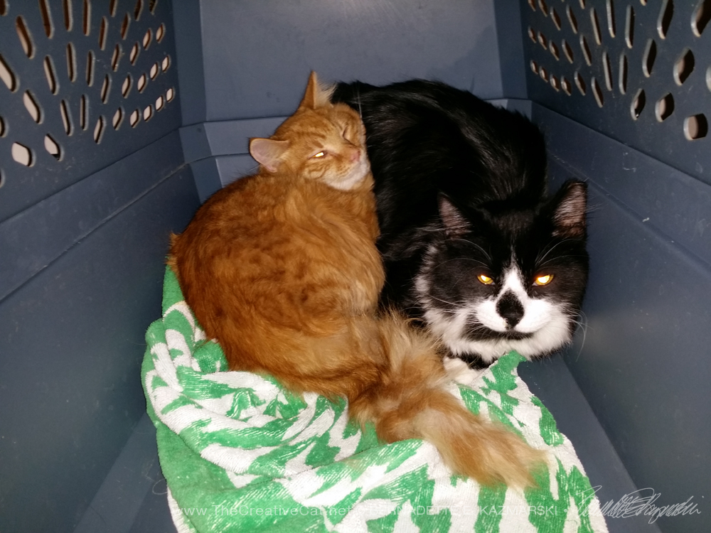 orange cat and black and white cat