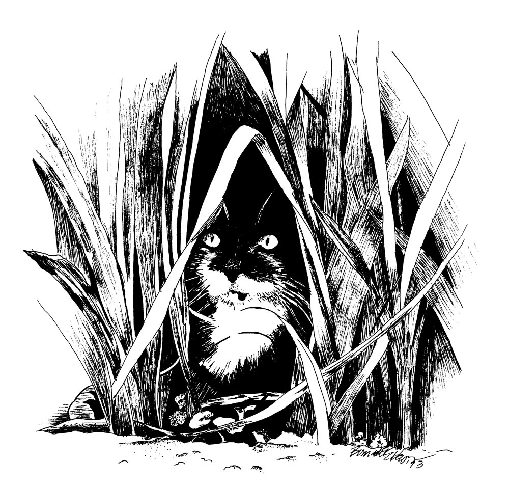 ink drawing of cat in grass