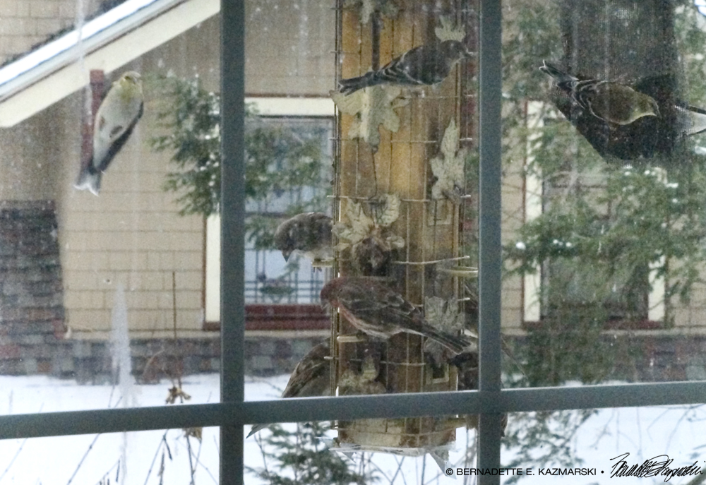 Birds at the feeder.