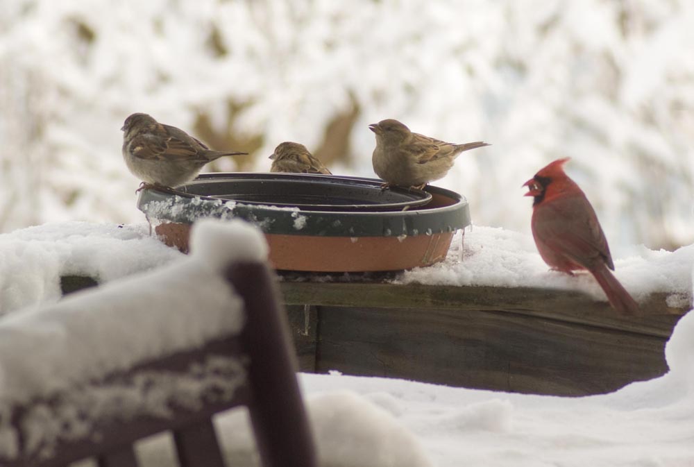 sparrows and cardinal at bird bath