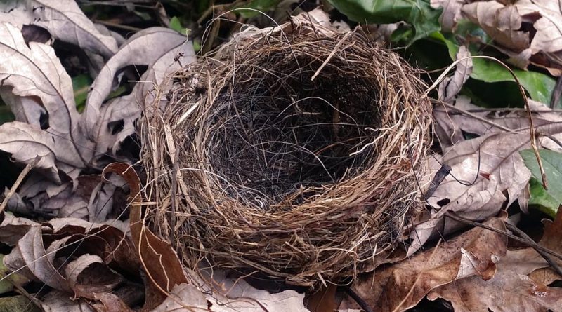 The bird's nest.
