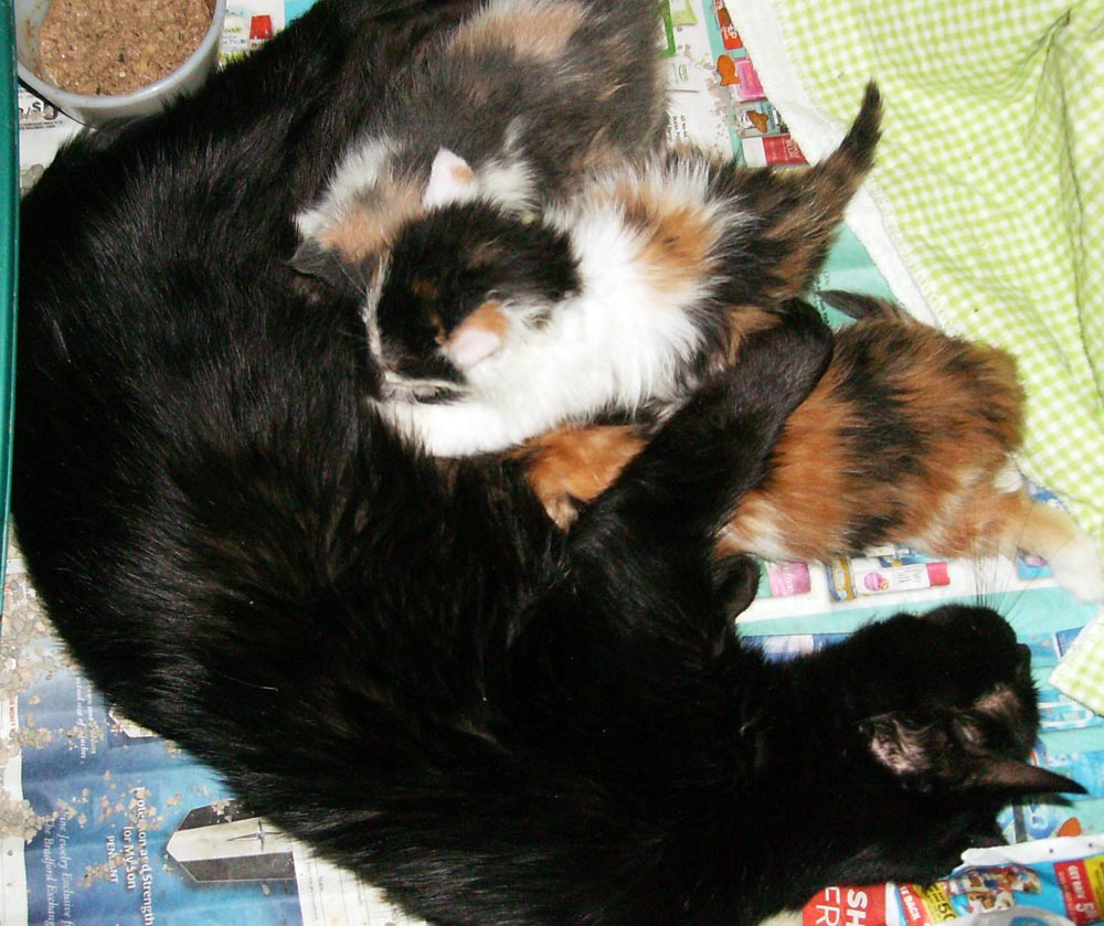 Black momcat with three of her kittens.