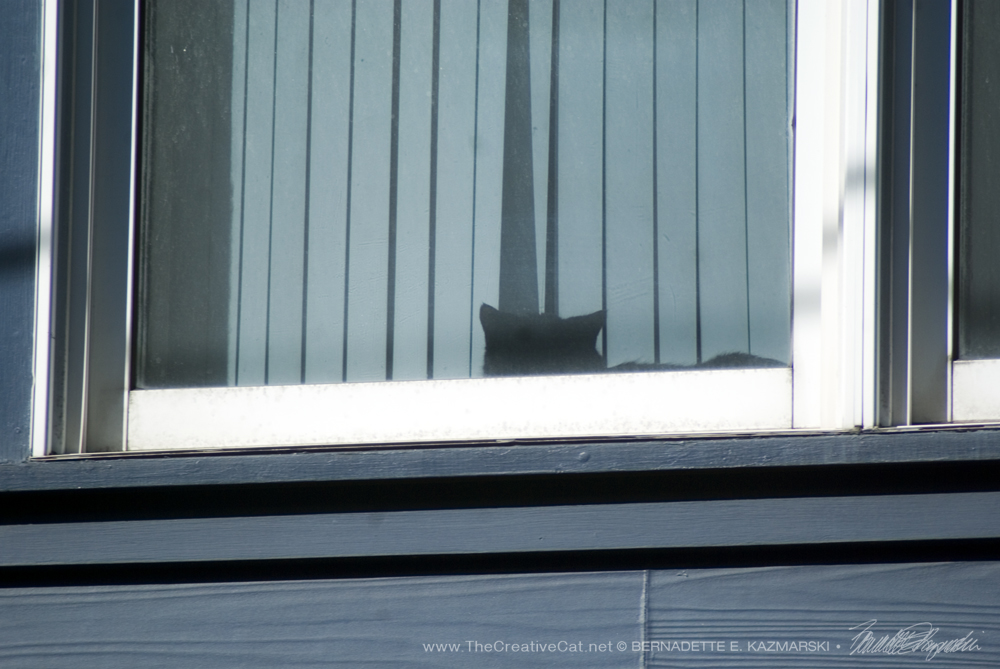 A black cat sleeping on the windowsill.