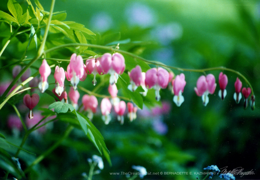 Bleeding Hearts and Forget Me Nots