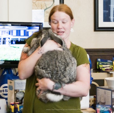 A Flemish Giant rabbit I met at a conference a few years ago.